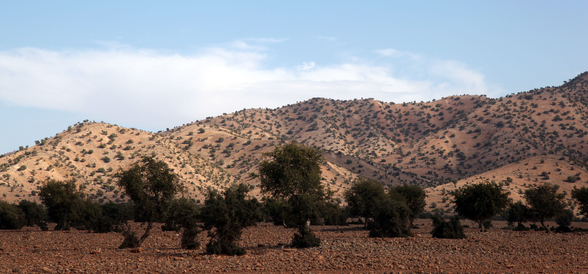 Arganeraie aux alentours d'Agadir