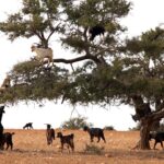 Chèvres dans un arganier