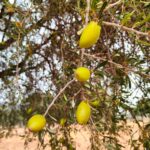 Drupes ou noix d'arganier encore vertes