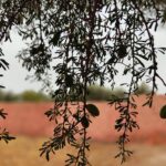 Drupes ou noix d'arganier