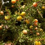 Fruits de l'arganier