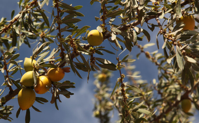 Huile d’argan : un savoir-faire traditionnel marocain