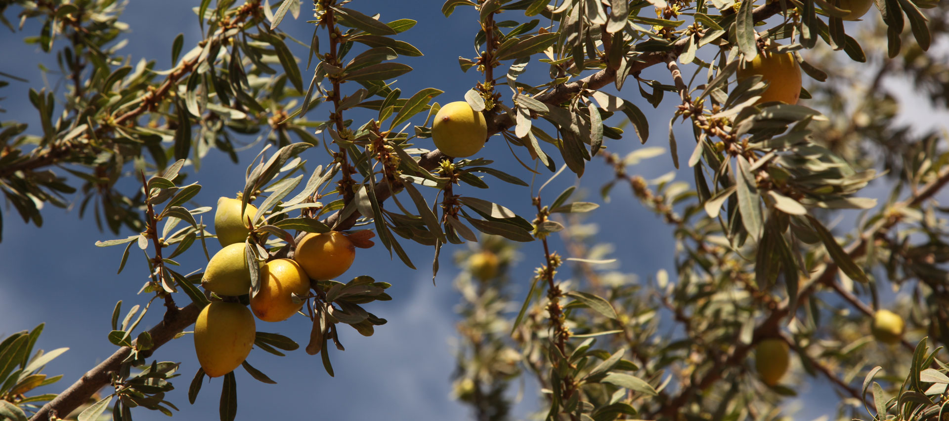 Noix d'arganier aussi appelées affiaches
