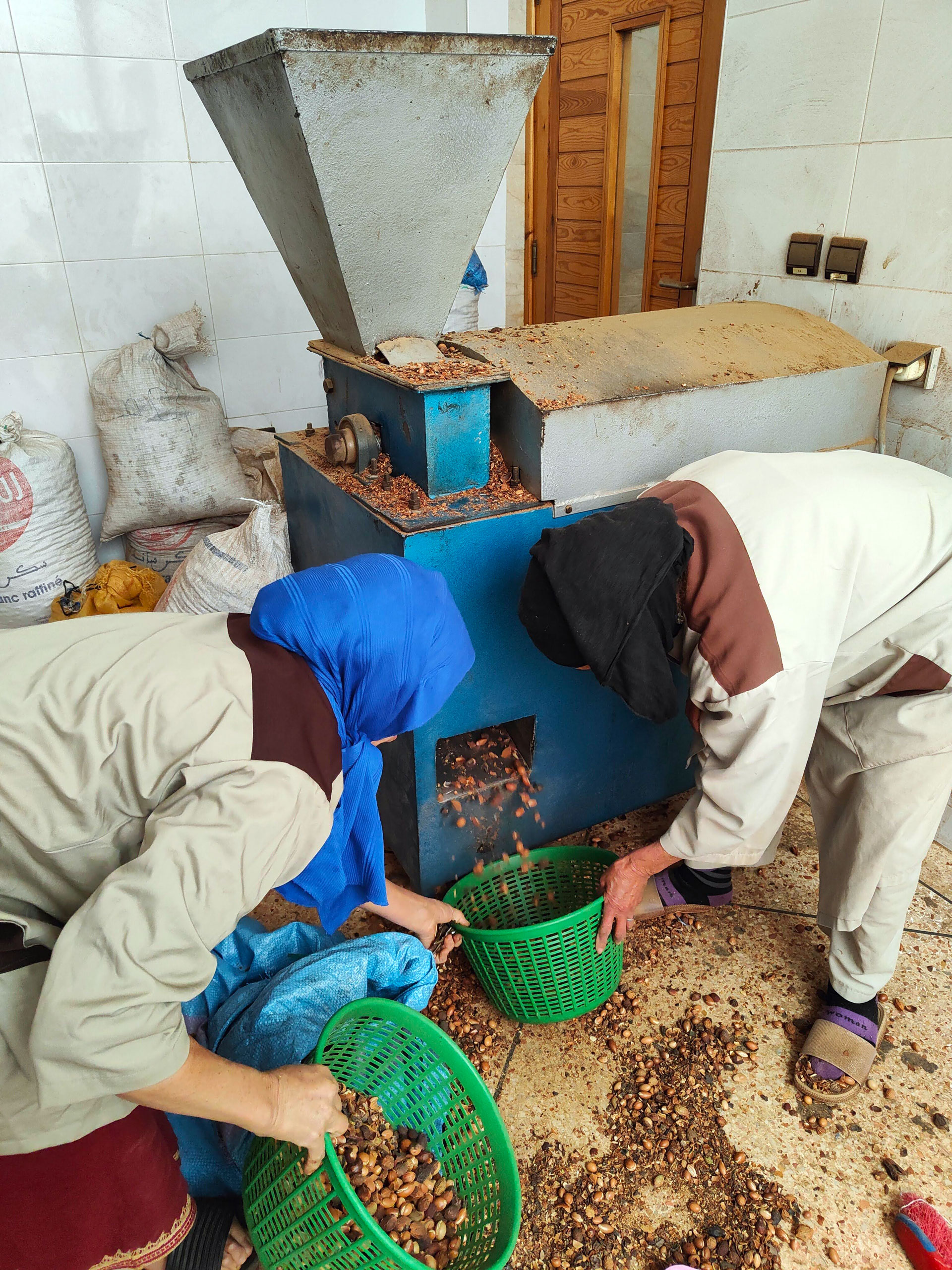 Opération de dépulpage des noix de l'arganier