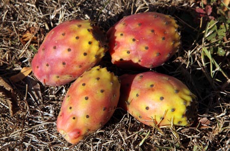 Figues de Barbarie après récolte, l'huile est extraite par pression à froid des graines