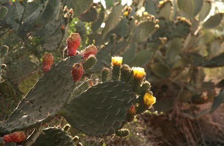 Figuiers de barbarie en fleurs