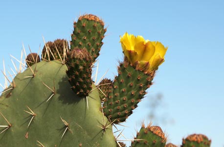 Figuiers de barbarie en fleurs