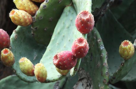 Fruits du figuier de Barbarie sur la plante
