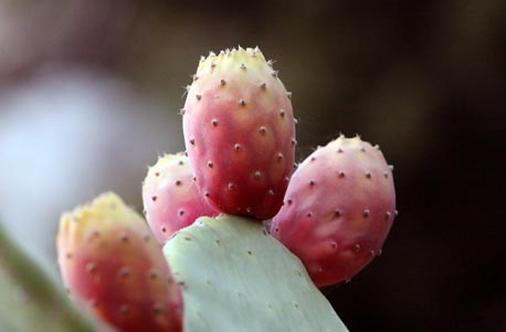 Figues de barbarie sur la plante