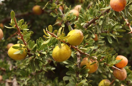 Noix d'arganier, appelées aussi "Affiache"