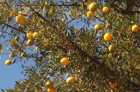 Fruits ou drupes de l'arganier