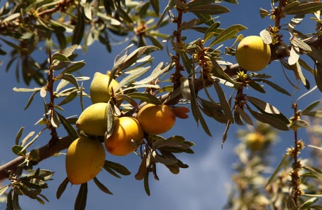 Noix d'arganier, appelées aussi "Affiache"